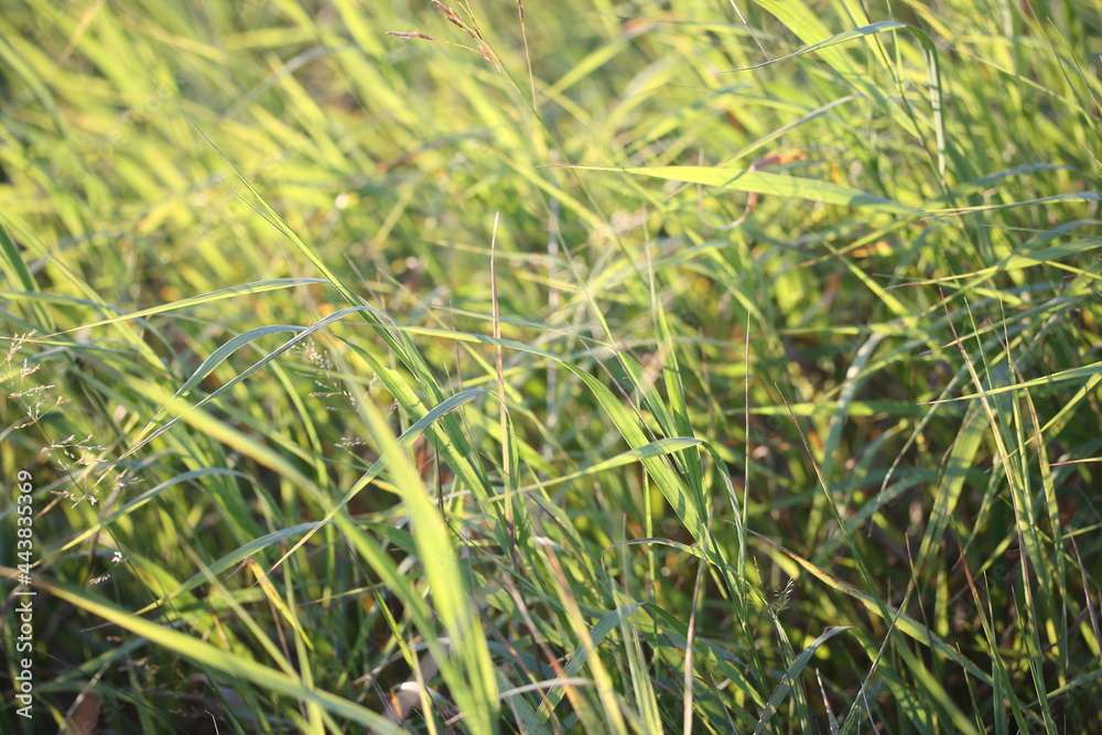 Background of green meadow grass against the backdrop of the setting sun Background of green meadow grass against the backdrop of the setting sun