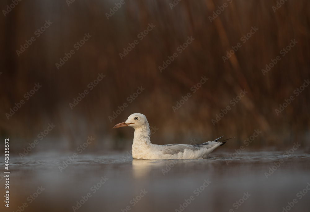 Sender-billed gull at Asker marsh, Bahrain Sender-billed gull at Asker marsh, Bahrain