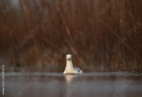 Sender-billed gull approcahing nearer at Asker marsh, Bahrain photo