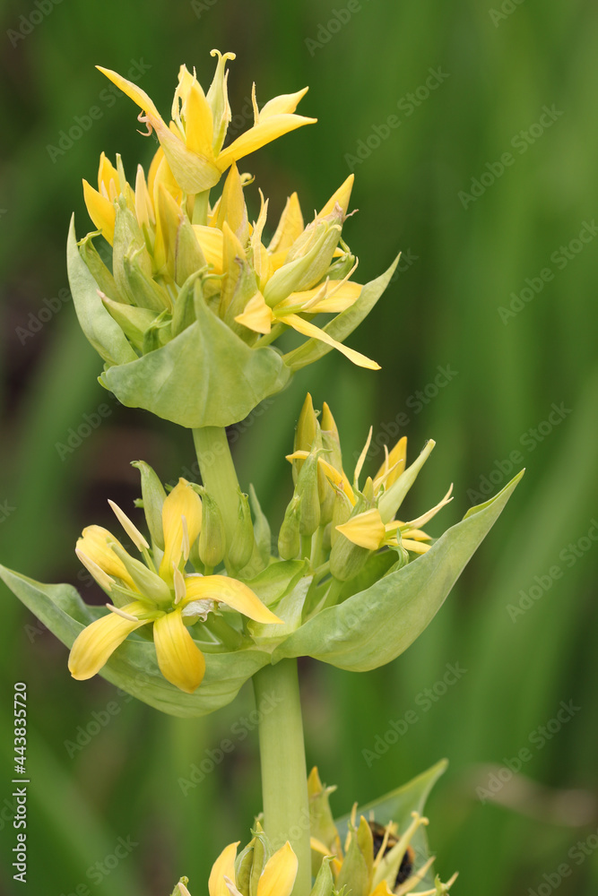 Great yellow gentian flower spike Great yellow gentian flower spike