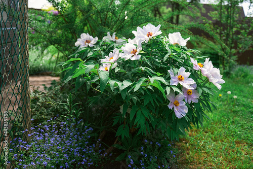 tree peony in spring in the garden