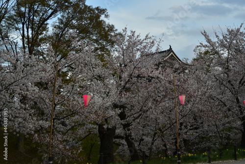 上田城の桜