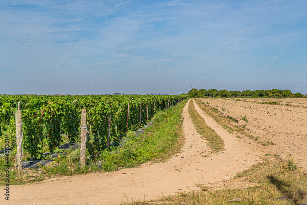 Fototapeta premium Harvest in Miami, Florida