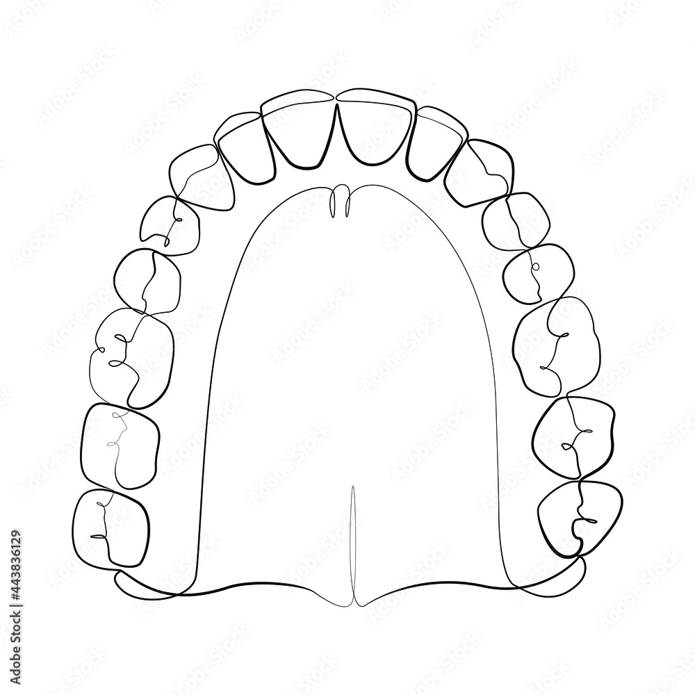 Jaw with teeth one line drawing on white isolated background Stock