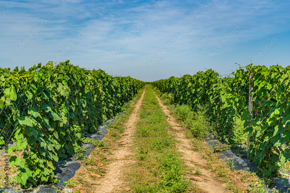 Naklejka premium Harvest in Miami, Florida