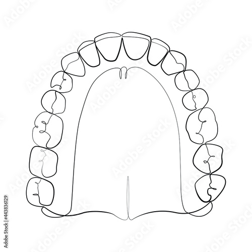 Jaw with teeth one line drawing on white isolated background 