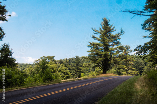 Lone Pine Tree on the side of the road on the Blue Ridge Parkway in Virginia photo