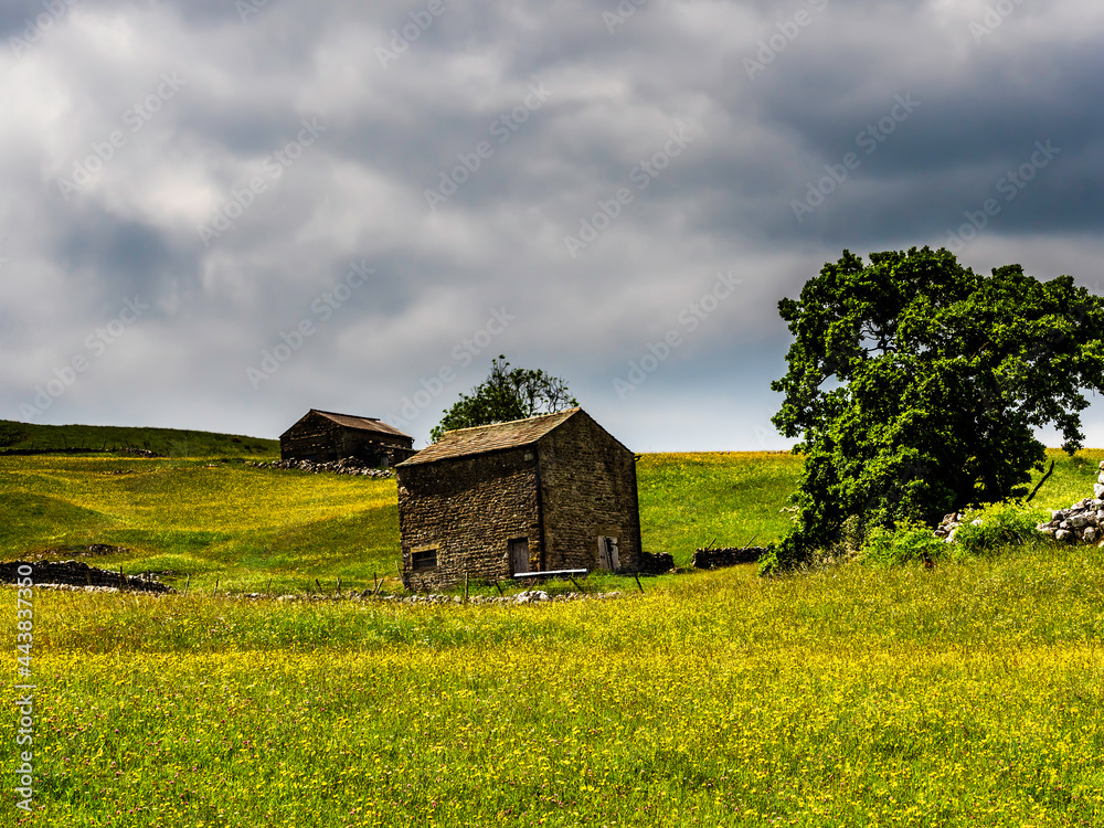 Buttercups in a meadow with barns and dry stone walls and cloudy skies. A Summers day. Yockenthwaite. Yorkshire Dales National Park. Buttercups in a meadow with barns and dry stone walls and cloudy skies. A Summers day. Yockenthwaite. Yorkshire Dales National Park.