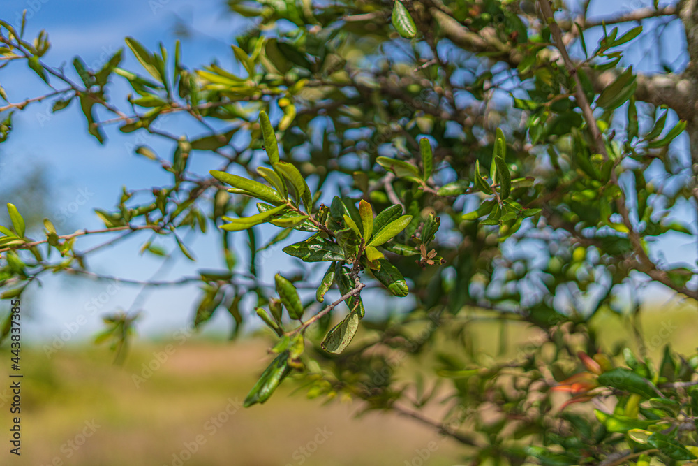 Trees and flowers in Miami, Florida