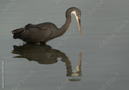 Mirror image of Western reef heron in water while fishing at Busaiteen coast, Bahrain photo