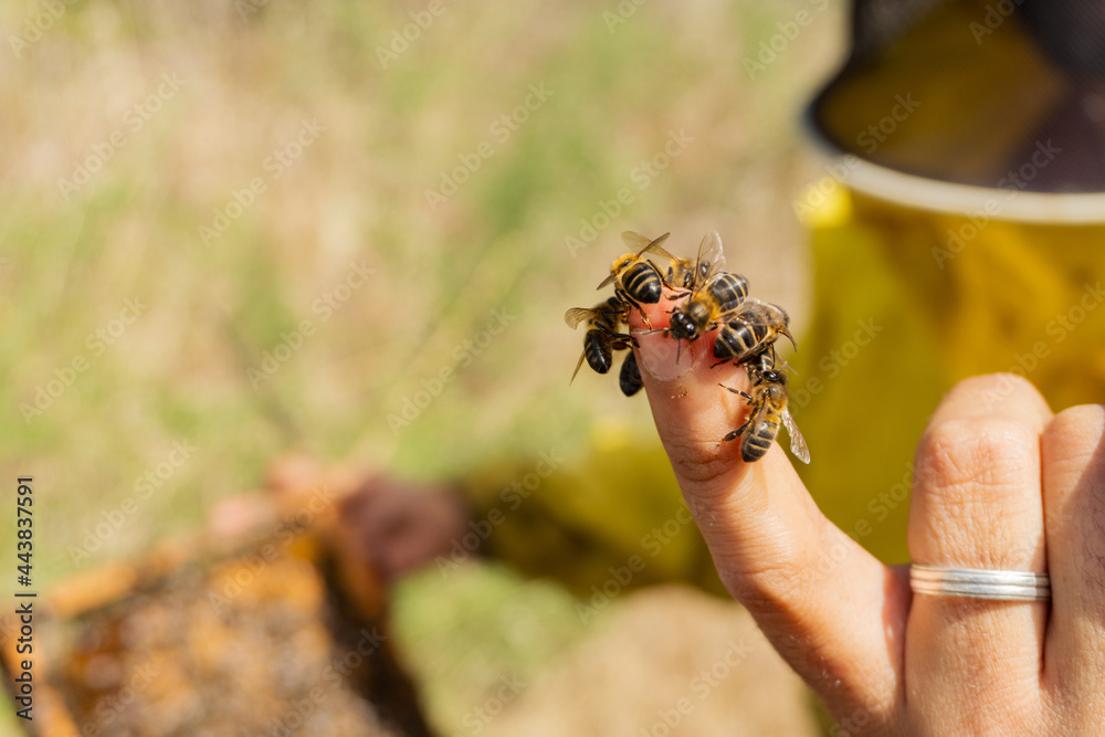Obraz premium Bees on a finger