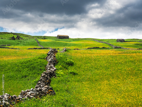 Buttercups in a meadow with barns and dry stone walls and cloudy skies. A Summers day. Yockenthwaite. Yorkshire Dales National Park. photo