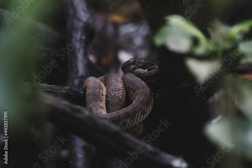 Mangrove pit viper (Cryptelytrops purpureomaculatus) photographed in Pasir Ris mangrove boardwalk, Singapore photo