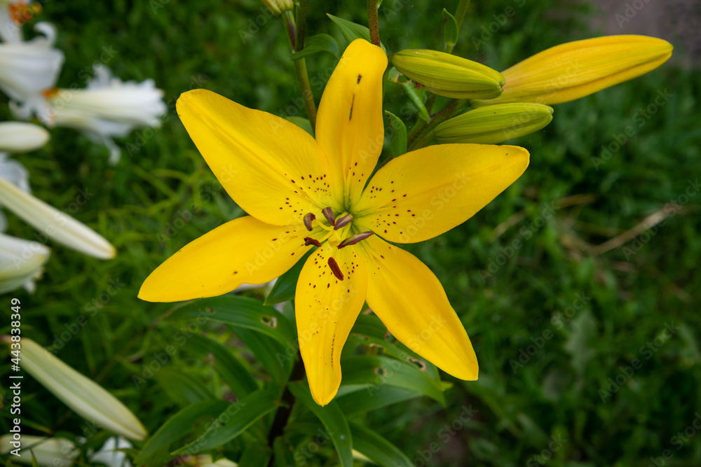 Close up of Yellow lily flower. Hemerocallis also called Lemon Lily, Yellow Daylily, Hemerocallis flava. Yellow lily flower, known as Lilium parryi, beautiful. Close up. Top view. Close up of Yellow lily flower. Hemerocallis also called Lemon Lily, Yellow Daylily, Hemerocallis flava. Yellow lily flower, known as Lilium parryi, beautiful. Close up. Top view.