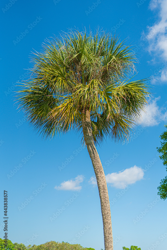 Palm Trees in Miami, Florida