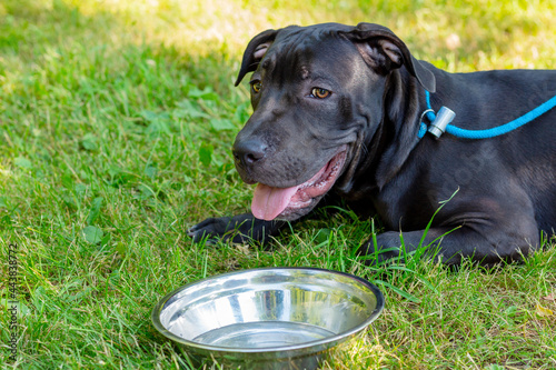 Pit bull terrier in hot weather lies on the grass near a bowl of water. Cooling dogs in hot summer day