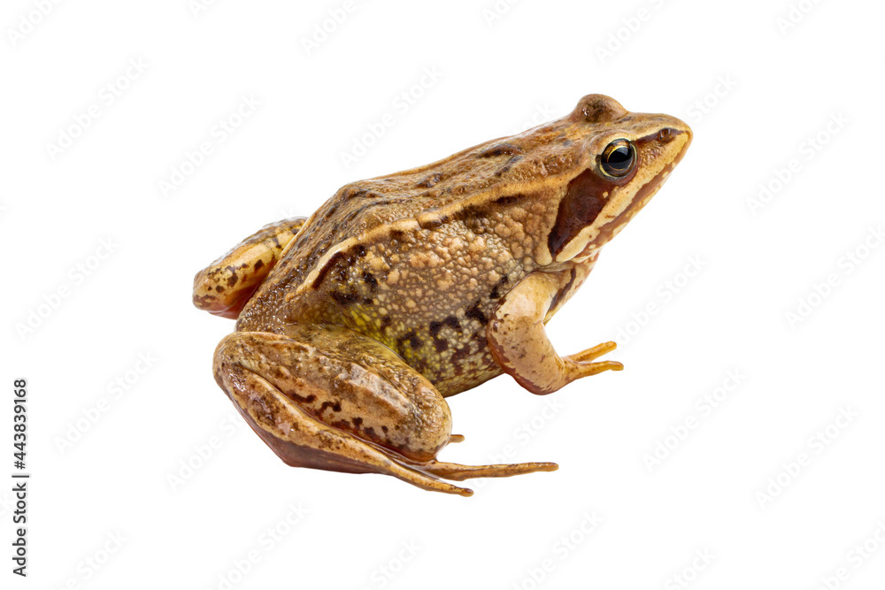 Common frog close-up isolated on white. Common frog close-up isolated on white.