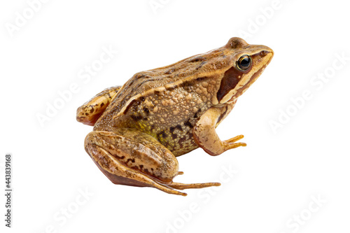 Common frog close-up isolated on white.
