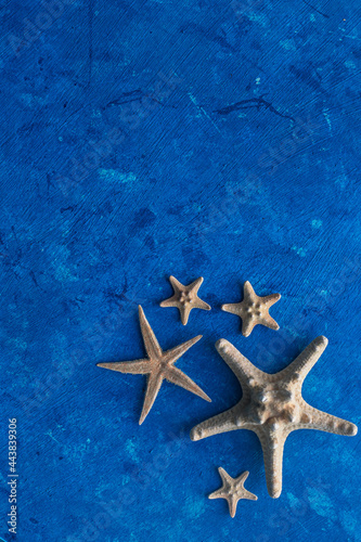 starfish on a blue background. space for the text.