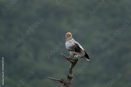 Egyptian vulture near the carcass. Vulture in the Rhodope mountains. Wildlife in Bulgaria.