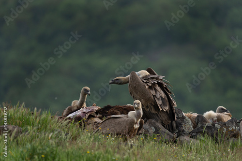 Griffon vultures near the carcass. Vultures in the Rhodope mountains. Wildlife in Bulgaria.