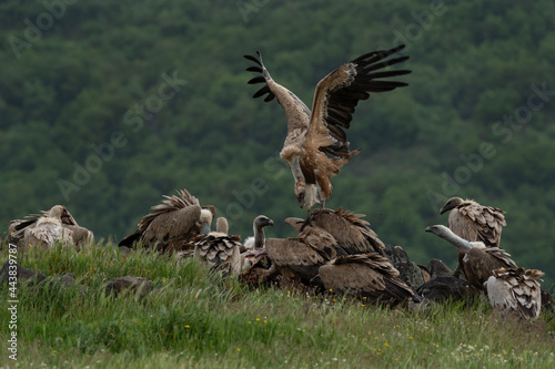 Griffon vultures near the carcass. Vultures in the Rhodope mountains. Wildlife in Bulgaria.