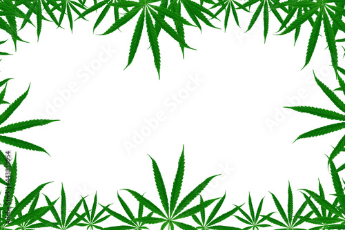 Green cannabis leaves isolated on white background. marijuana.