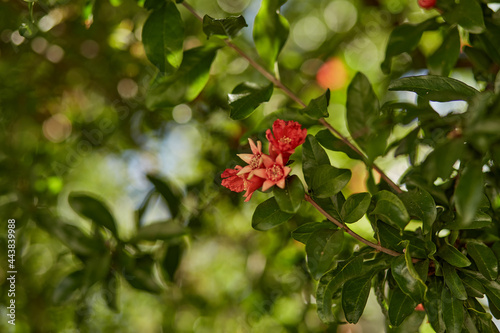 Colorful bloom of pomegranate on a sunny day in spring. Botanical floral background