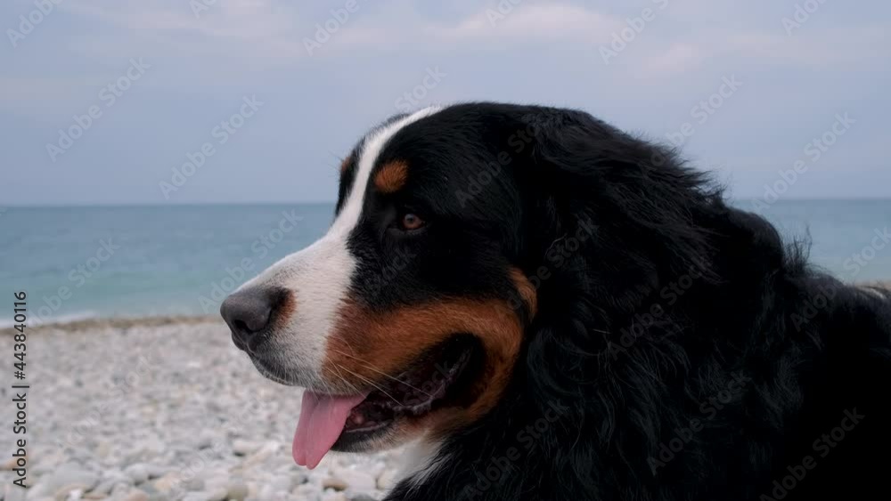 Large Swiss cattle shepherd is resting on ocean coast. Dog breathes with tongue sticking out. Great Bernese Mountain Dog lies on pebble beach and looks at sea waves. Meet dawn at sea with dog. Large Swiss cattle shepherd is resting on ocean coast. Dog breathes with tongue sticking out. Great Bernese Mountain Dog lies on pebble beach and looks at sea waves. Meet dawn at sea with dog.