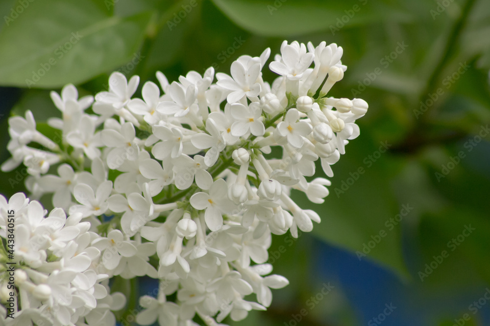 Beautiful branch of white lilac close up Beautiful branch of white lilac close up