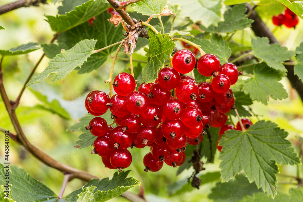 a bush with ripe red currant berries in the garden on a sunny summer day a bush with ripe red currant berries in the garden on a sunny summer day