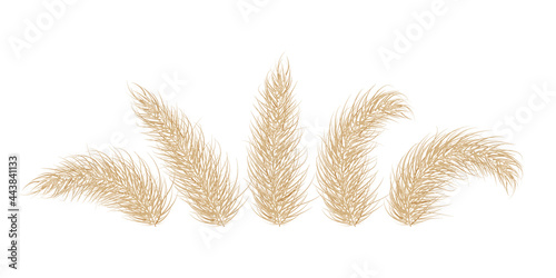 Pampas dry grass. One branch of pampas grass. Panicle, feather flower head. Vector