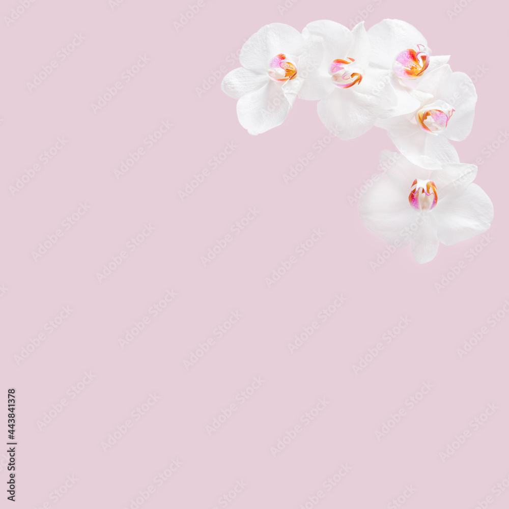 Corner frame made with white flowers on the creative pastel pink background. Minimal composition.