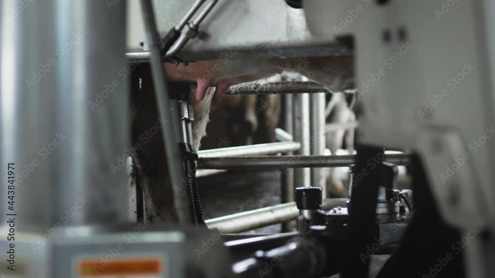 The red laser scans the udder of the cow to pump or suck out milk. Automatic machine robot for milking cow's milk. Cattle in the barn. Robot hand and innovative technologies in agricultural industry. The red laser scans the udder of the cow to pump or suck out milk. Automatic machine robot for milking cow's milk. Cattle in the barn. Robot hand and innovative technologies in agricultural industry.