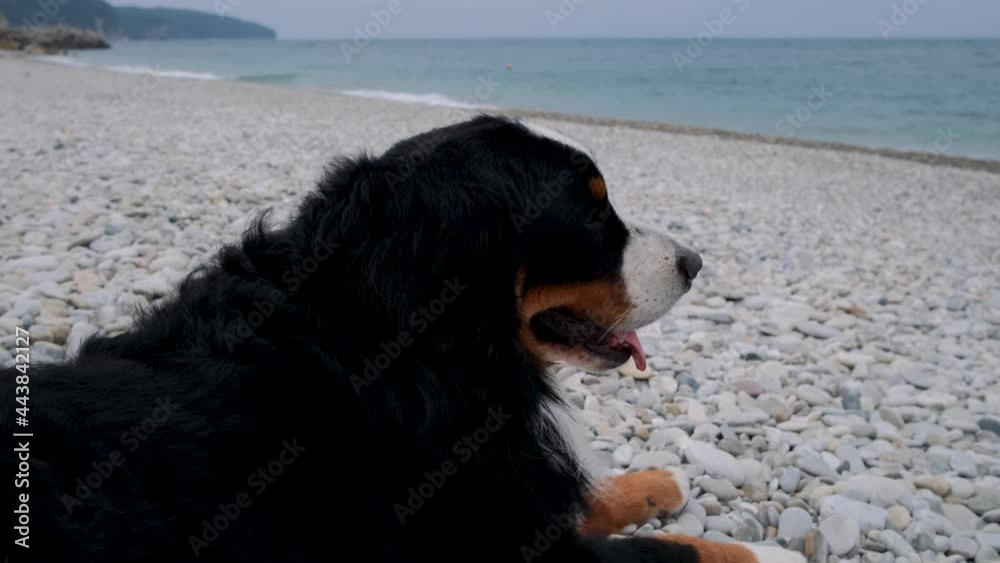 Large Swiss cattle shepherd is resting on ocean coast. Dog breathes with tongue sticking out. Great Bernese Mountain Dog lies on pebble beach and looks at sea waves. Meet dawn at sea with dog. Large Swiss cattle shepherd is resting on ocean coast. Dog breathes with tongue sticking out. Great Bernese Mountain Dog lies on pebble beach and looks at sea waves. Meet dawn at sea with dog.