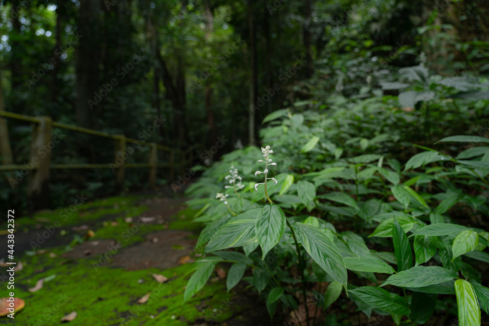 A large leafy plant with small white flowers grows in large numbers in the rainy season of Thailand.