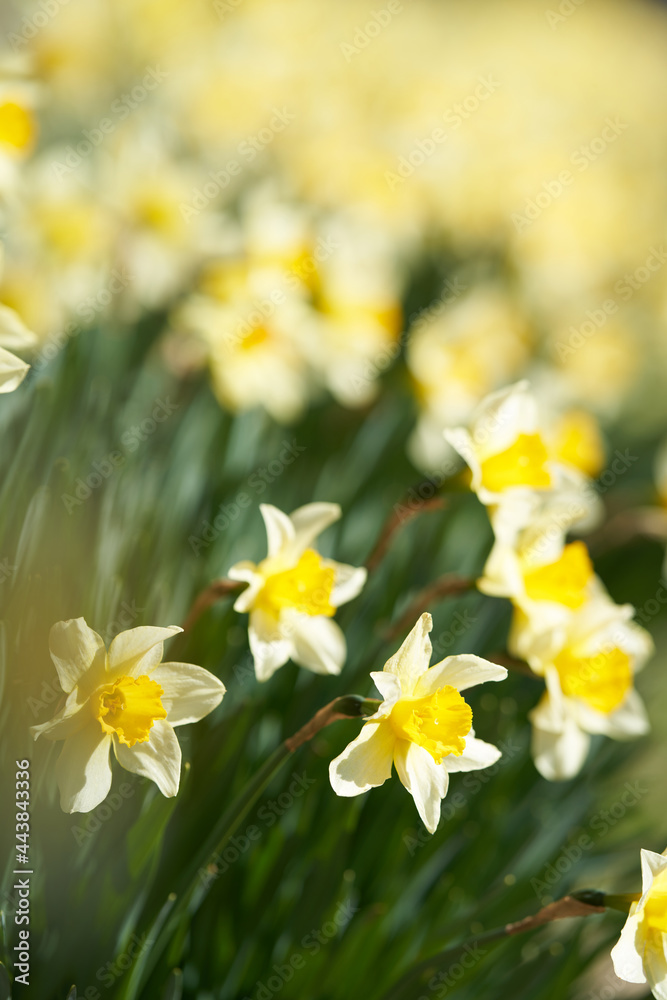 Beautiful daffodils that are densely blooming