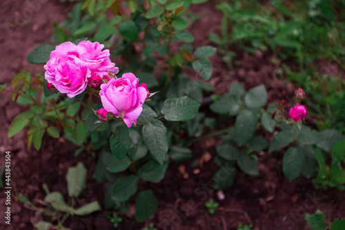 Damask rose bush in spring in the garden 