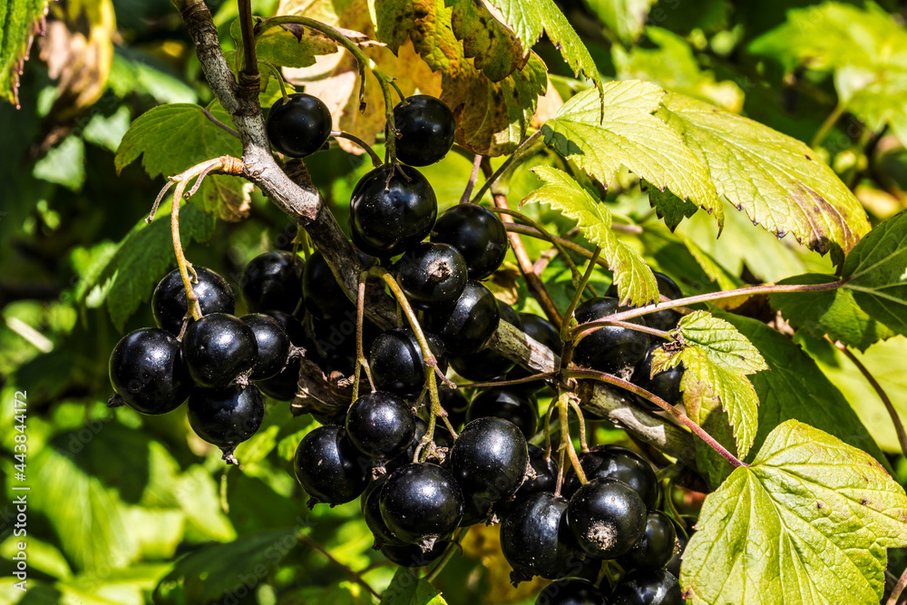 Bush of black currant with black ripe berries Bush of black currant with black ripe berries