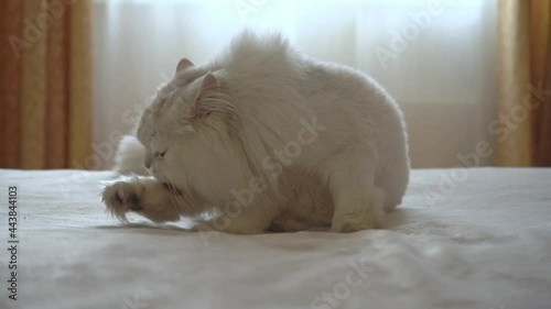Persian silver chinchilla lies in the room on the bed and licks himself with his tongue. Cat is washing. Concept of happy adorable pets and staying at home. Morning hygiene. Haircut for a lion.