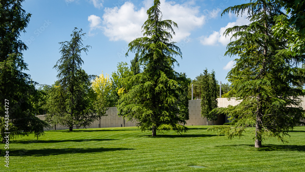 Obraz premium Beautiful himalayan cedar (Deodar Cedar, Himalayan Cedar) on green lawn. City Park 