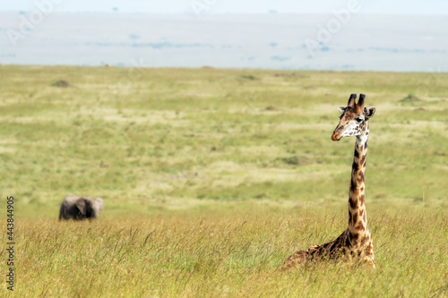 Fototapeta Naklejka Na Ścianę i Meble -  Giraffe resting in the long grass of the Masai Mara with an elephant in the background
