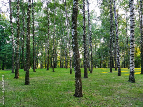 Birch grove on the slope of a green hill, illuminated by the setting sun