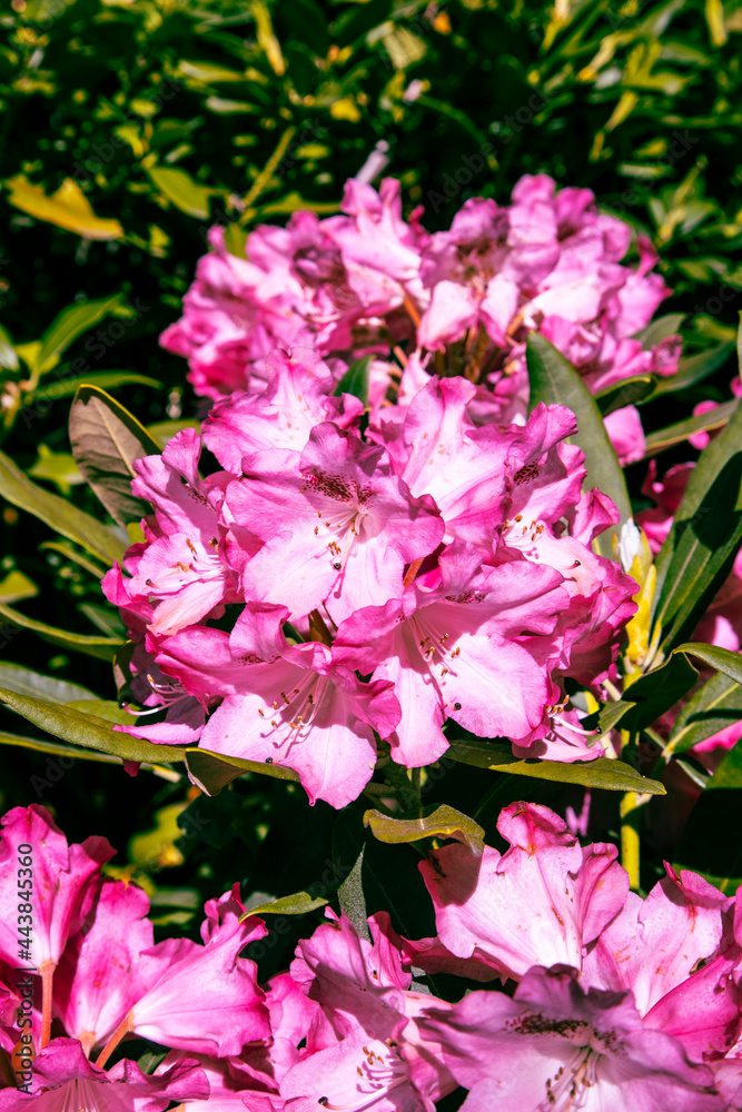 Pinke Blume Pinke Blume