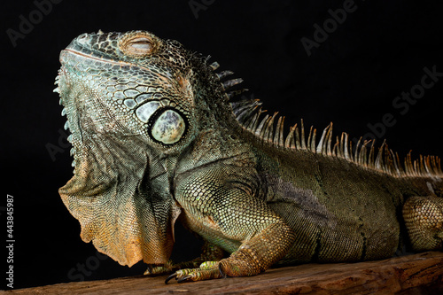 Fototapeta Naklejka Na Ścianę i Meble -  Male American Green Iguana (Iguana iguana)