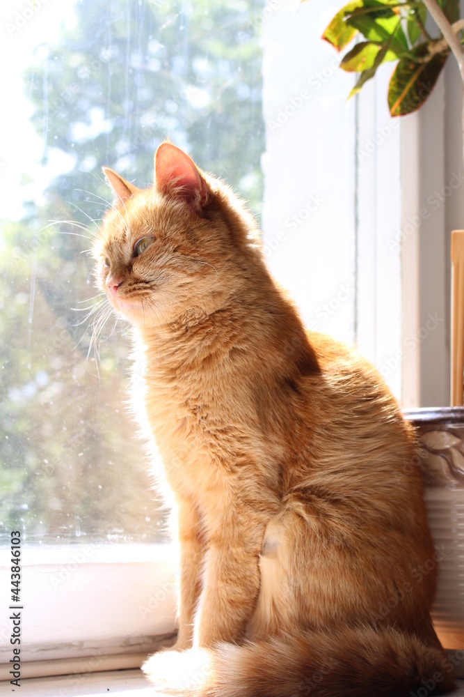 A ginger cat sits on a window near a flowerpot. The sun illuminates her fur