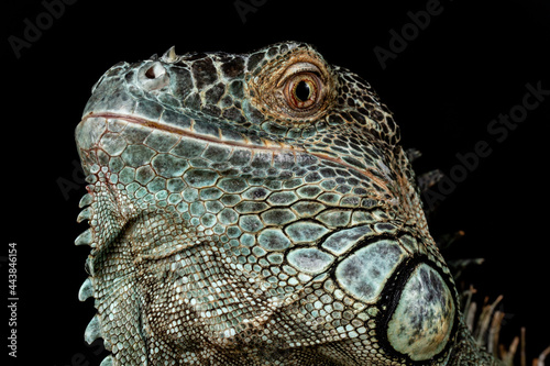 Male American Green Iguana  Iguana iguana 