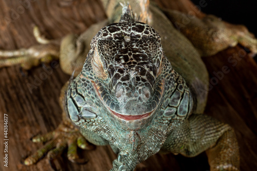 Male American Green Iguana (Iguana iguana)