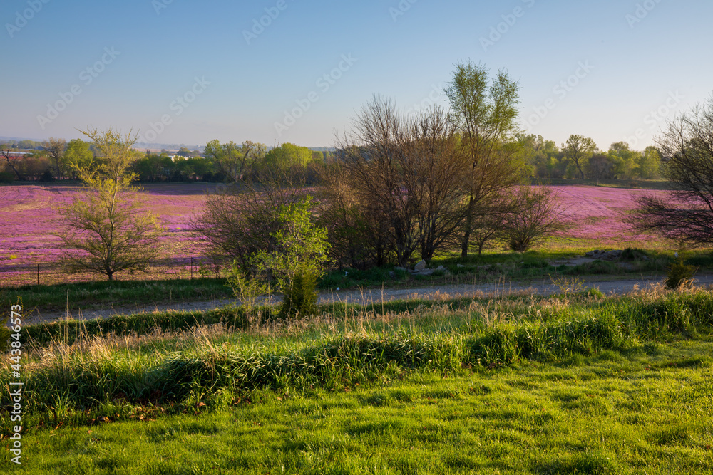 Purple deadnettle and henbit flowering in corn and soybean fields in Spring morning. Pink flowers. Nebraska landscape.