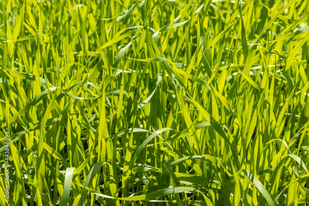 Obraz premium Bright green beautiful herbal natural natural background for banner and design